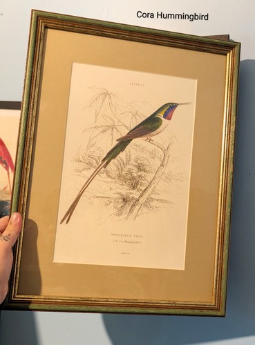 Hummingbird print skulls - print,,