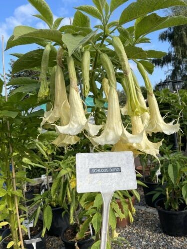 Brugmansia schloss burg 1 - ,