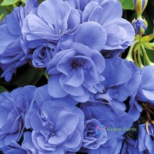 10 Seeds Geranium Sky Blue