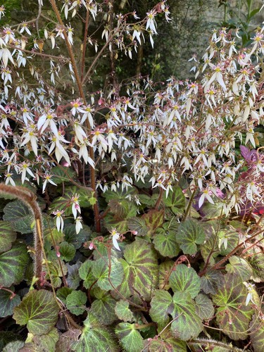 Slinky saxifraga - 3,