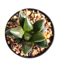 Haworthia Hybrid Seedling Seed