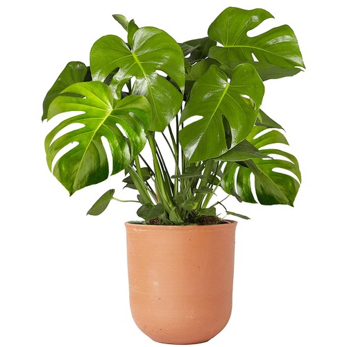 Indoor 40cm potted - 30-40cm,