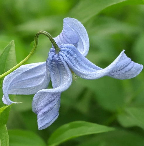 Clematis integrifolia blue - integrifolia,
