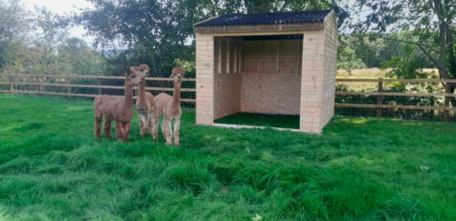 Single horse alpaca mobile - alpaca,