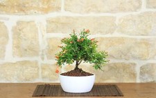 Bonsai di Melograno in ciotola bassa