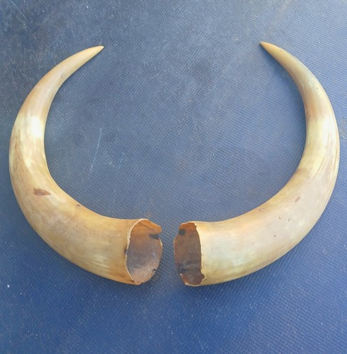 Pair vintage bull horns - vintage,