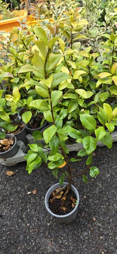 Trachelospermum asiaticum