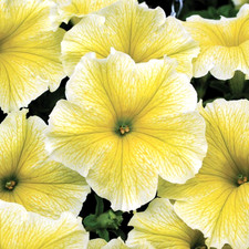 ×6 Petunia Surfinia Yellow