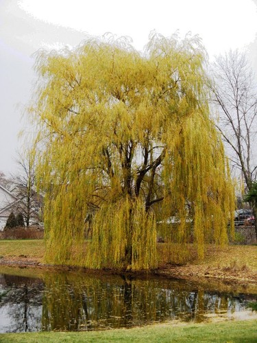 Golden weeping willow salix - golden,