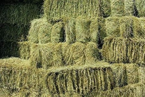 Meadow hay bale animal - meadow,