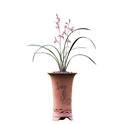 Cymbidium orchid ensifolium - orchid,