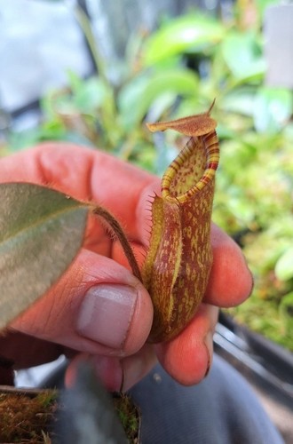 Nepenthes pulchra peltata - nepenthes, x