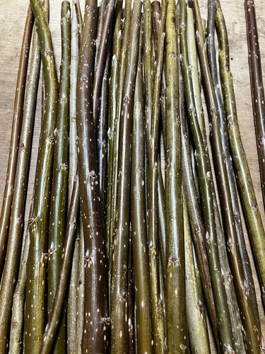 Willow cuttings hybrid - cuttings,