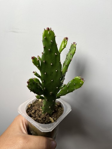 Opuntia prickly pear rooted - opuntia,