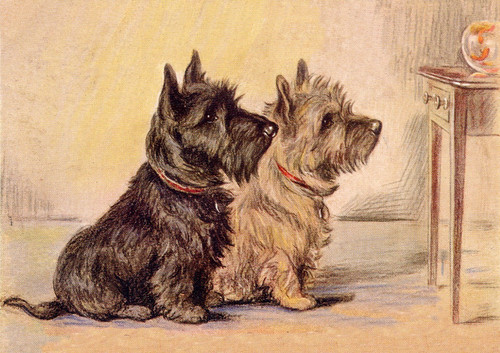 Cairn scottish terrier dog - terrier,