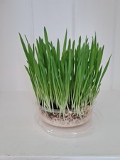 Wheatgrass Seeds – Fast Growing Indoor Pet Grass for Rabbits & Small Pets