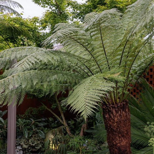 Tree fern dicksonia antarctica - tree,