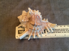 Vintage Murex sea shell, 11 cm