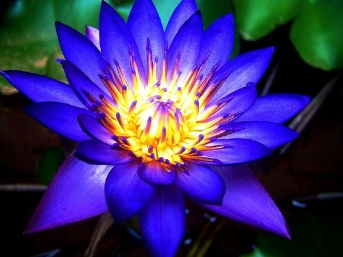 Blue water lily aquatic - blue,