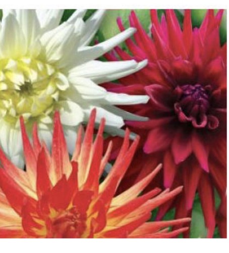 Dahlia cactus evelina - dahlia, “evelina