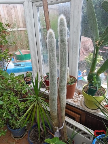 Large cactus suculant - large,