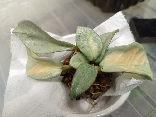 Hoya argentea princess - hoya, rooted