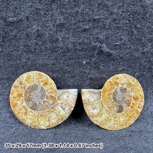 Cretaceous ammonite fossil