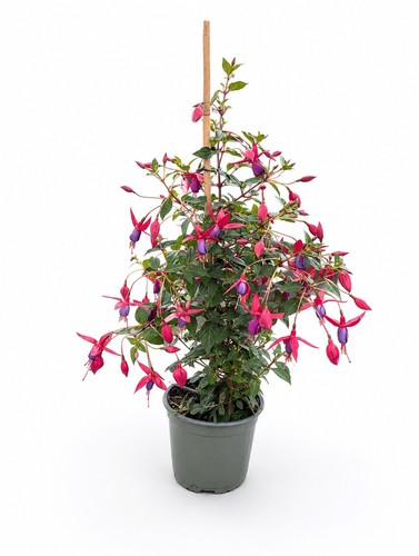 Purple fuchsia plant 2l - 2, |