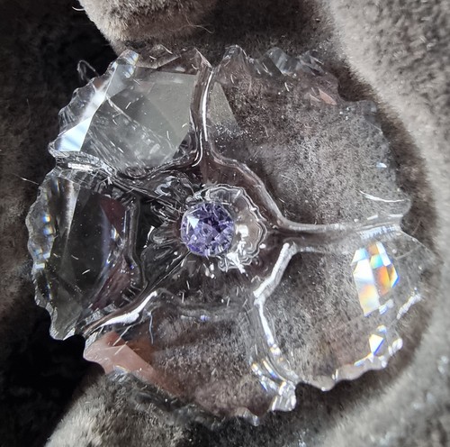 Swarovski 2019 scs - swarovski, membership