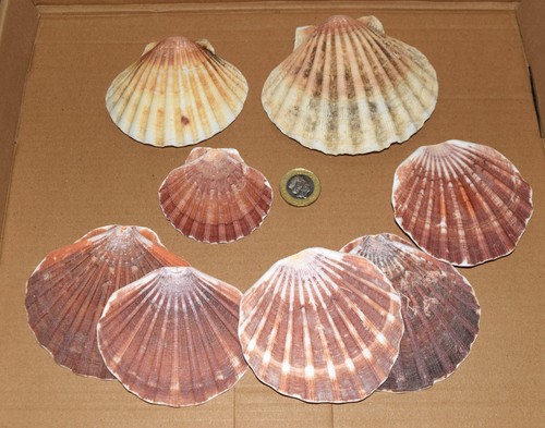 British sea shells mixed - 8,