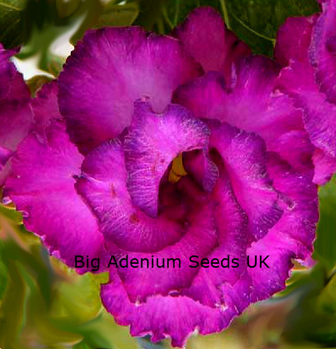 100 adenium obesum - x,