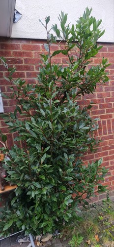 Laurus nobilis 225cm real - 225cm,