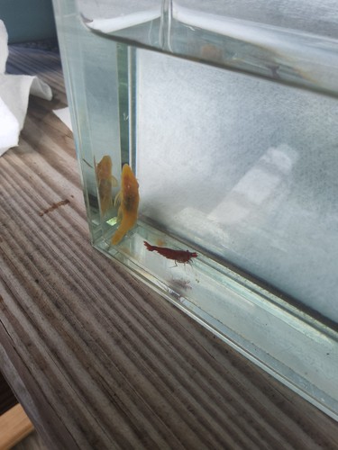 Albino bristlenose pleco - bristlenose, +