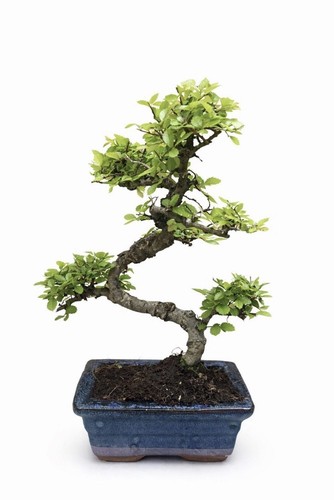 Chinese elm bonsai - tree, for