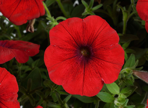 Trailing hanging basket - hanging,