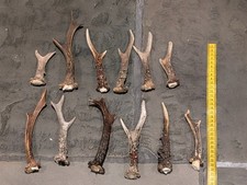 12 X Roe Deer Antlers, Dog