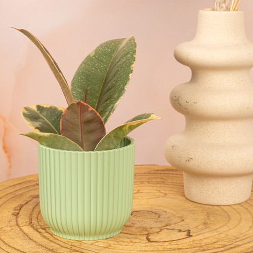 Baby rubber plant ficus tineke - plant,