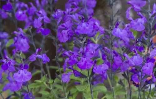 Salvia cool purple hardy - salvia,