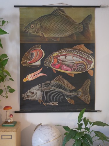 Vintage school wall map carp - vintage,