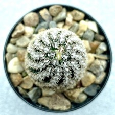 Mammillaria hernandezii FO 026 Own Roots! UK Grown Cactus BLACK FRIDAY SALE!
