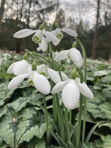 Ten single snowdrop - single, (bulbs)