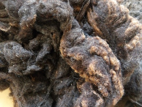 Raw shetland fleece - fleece, black