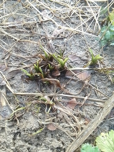 Comfrey plant root - 7, plant/root