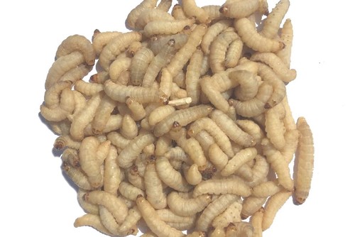 Livefood 250 live wax worms - uk,
