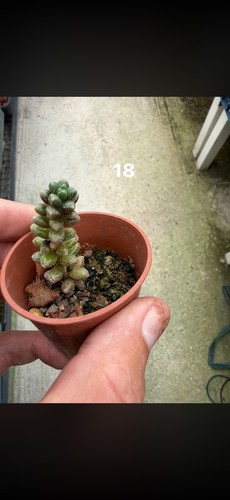 Mixed succulents all each - succulents, £2