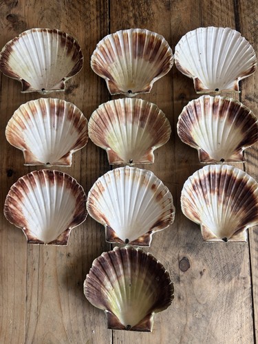 Natural unpolished scallop - unpolished,