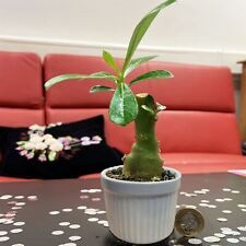 Unusual Adenium Obesum Desert Rose Succulent House Plant @7cm Ceramic Pot Office