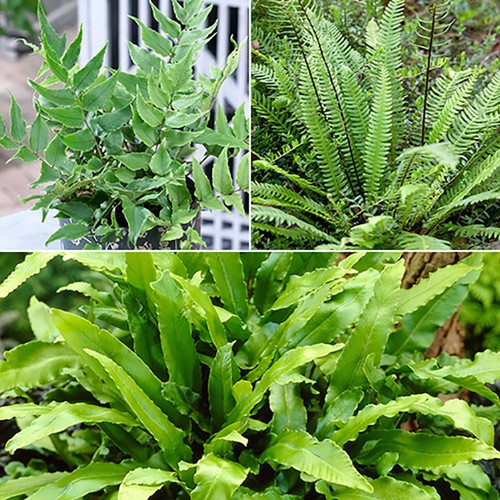 Hardy ferns evergreen - hardy, ferns,