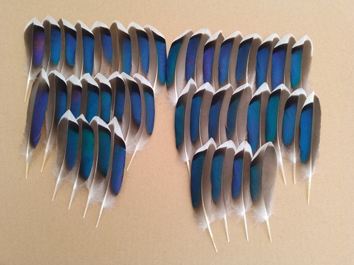 Mallard duck blue wing - blue,
