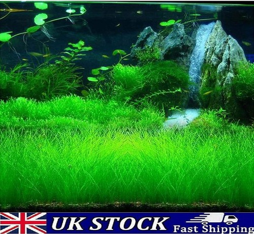 Aquarium grass seeds - grass,